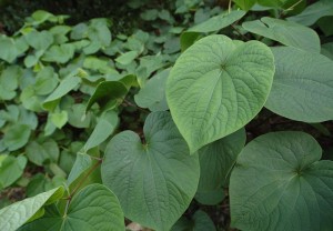 mahakea plants' tops